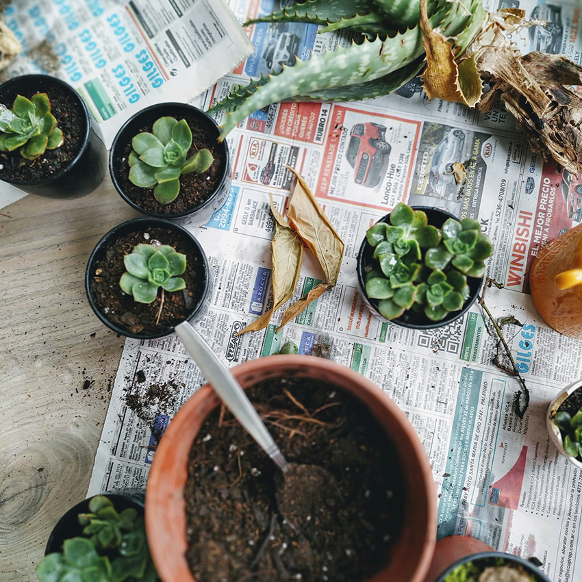 Pokon planten verpotten - Teksten schrijven